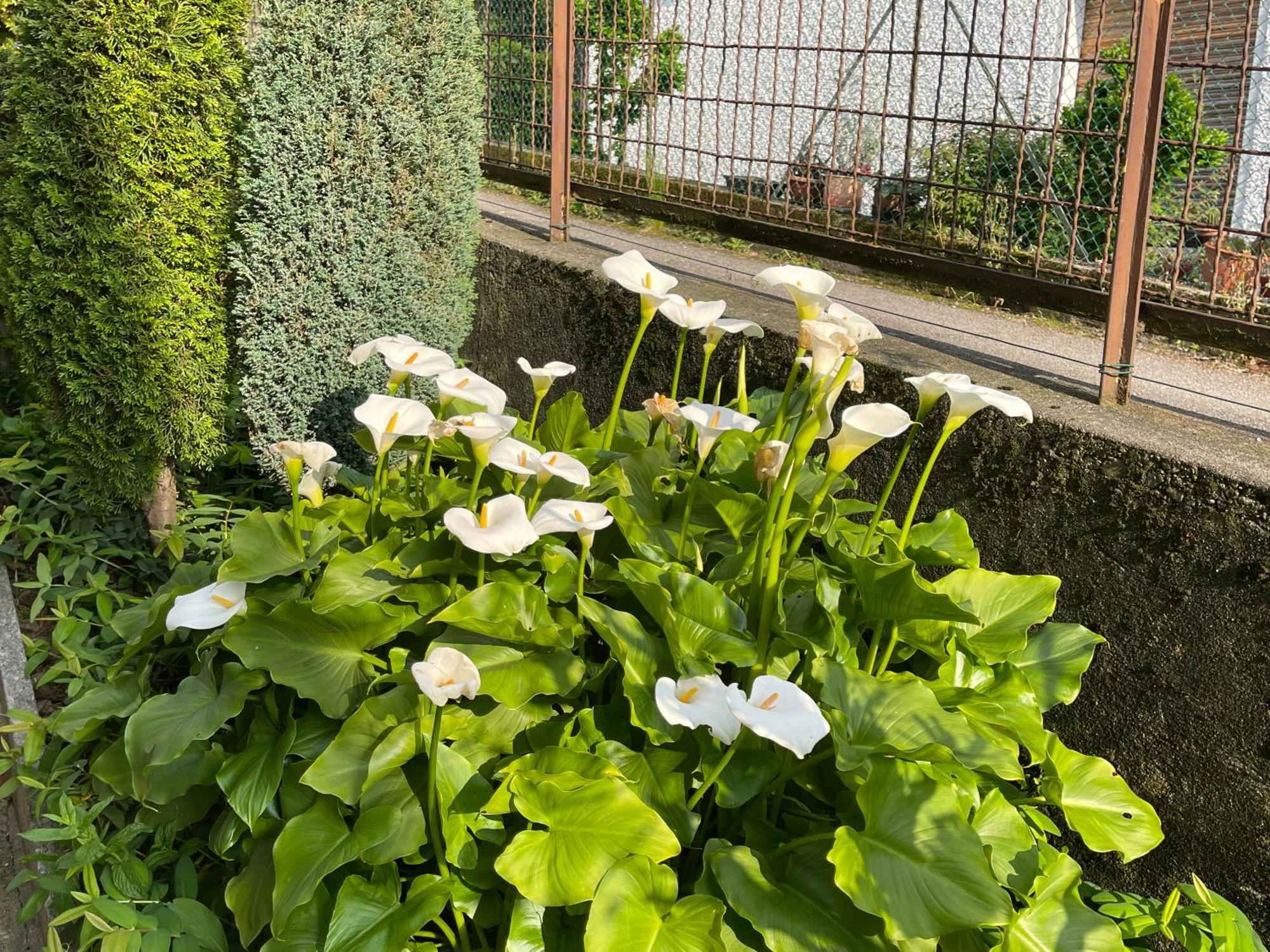 Villa Rosi Lierna Bagian luar foto
